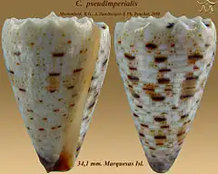 Description de l'image Conus pseudimperialis 1.jpg.