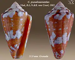 Description de l'image Conus pseudoaurantius 1.jpg.