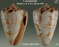 Description de l'image Conus pseudonivifer 1.jpg.