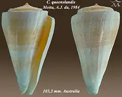 Description de l'image Conus queenslandis.jpg.