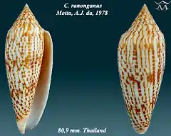 Description de l'image Conus ranonganus1.jpg.