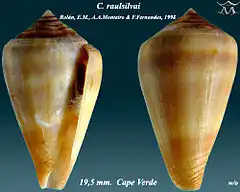 Description de l'image Conus raulsilvai 1.jpg.