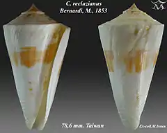 Description de l'image Conus recluzianus 1.jpg.