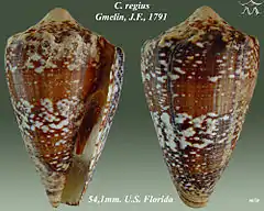 Description de l'image Conus regius 1.jpg.