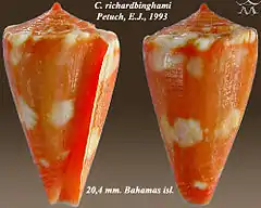 Description de l'image Conus richardbinghami 1.jpg.