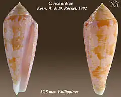 Description de l'image Conus richardsae 1.jpg.