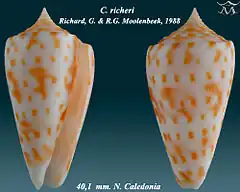 Description de l'image Conus richeri1.jpg.