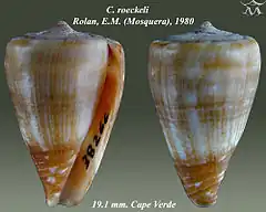 Description de l'image Conus roeckeli 2.jpg.