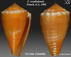 Description de l'image Conus rosalindensis 1.jpg.