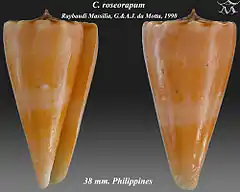Description de l'image Conus roseorapum 1.jpg.