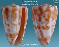 Description de l'image Conus rufimaculosus 1.jpg.