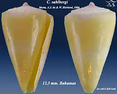 Description de l'image Conus sahlbergi 1.jpg.