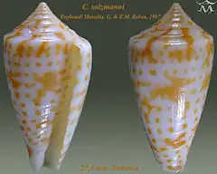 Description de l'image Conus salzmanni 1.jpg.
