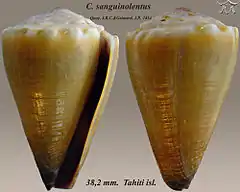 Description de l'image Conus sanguinolentus 1.jpg.