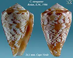 Description de l'image Conus saragasae 1.jpg.