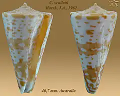 Description de l'image Conus sculletti 1.jpg.