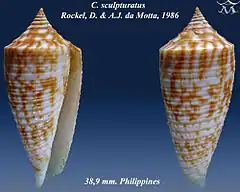 Description de l'image Conus sculpturatus 1.jpg.