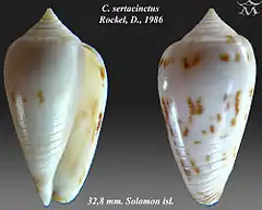Description de l'image Conus sertacinctus 1.jpg.