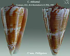 Description de l'image Conus shikamai 1.jpg.