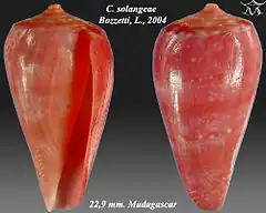 Description de l'image Conus solangeae 1.jpg.