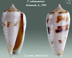 Description de l'image Conus solomonensis 1.jpg.