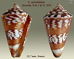Description de l'image Conus splendidulus 1.jpg.