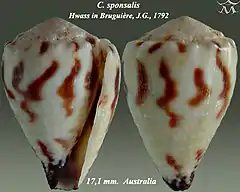 Description de l'image Conus sponsalis 1.jpg.