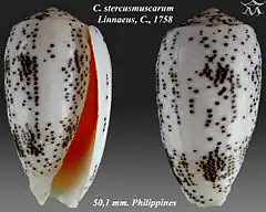 Description de l'image Conus stercusmuscarum 1.jpg.
