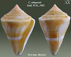 Description de l'image Conus stimpsoni 1.jpg.