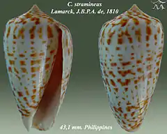 Description de l'image Conus stramineus 2.jpg.