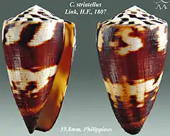 Description de l'image Conus striatellus 1.jpg.