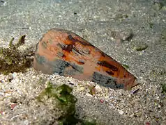 Conus striatus