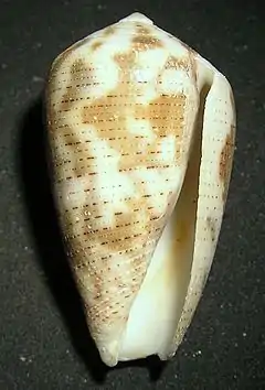 Description de l'image Conus striolatus 001.jpg.