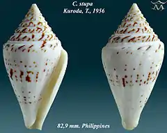 Description de l'image Conus stupella 1.jpg.