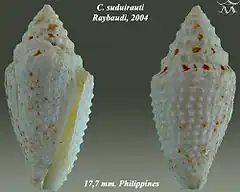 Description de l'image Conus suduirauti 2.jpg.