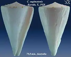 Description de l'image Conus sugimotonis 1.jpg.