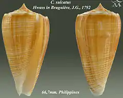 Description de l'image Conus sulcatus 1.jpg.