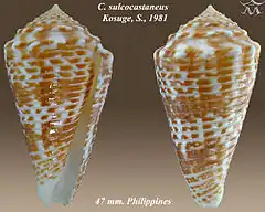 Description de l'image Conus sulcocastaneus 1.jpg.