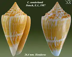 Description de l'image Conus sunderlandi 1.jpg.