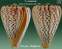 Description de l'image Conus suratensis 3.jpg.