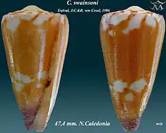 Description de l'image Conus swainsoni 1.jpg.