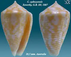 Description de l'image Conus sydneyensis 1.jpg.
