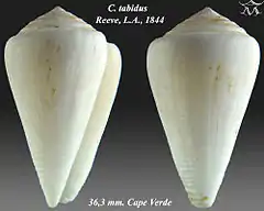 Description de l'image Conus tabidus 1.jpg.