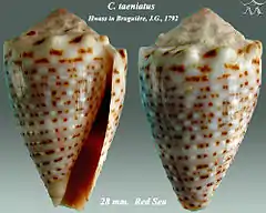 Description de l'image Conus taeniatus 1.jpg.