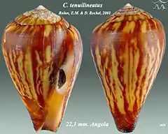 Description de l'image Conus tenuilineatus 1.jpg.