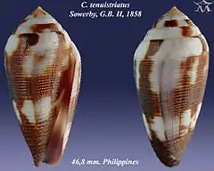 Description de l'image Conus tenuistriatus 1.jpg.