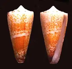 Description de l'image Conus thalassiarchus 001.jpg.