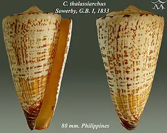 Conus thalassiarchus Sowerby, G.B. I, 1833