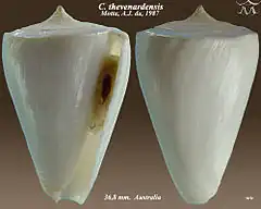 Description de l'image Conus thevenardensis.jpg.