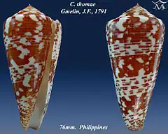 Description de l'image Conus thomae 1.jpg.
